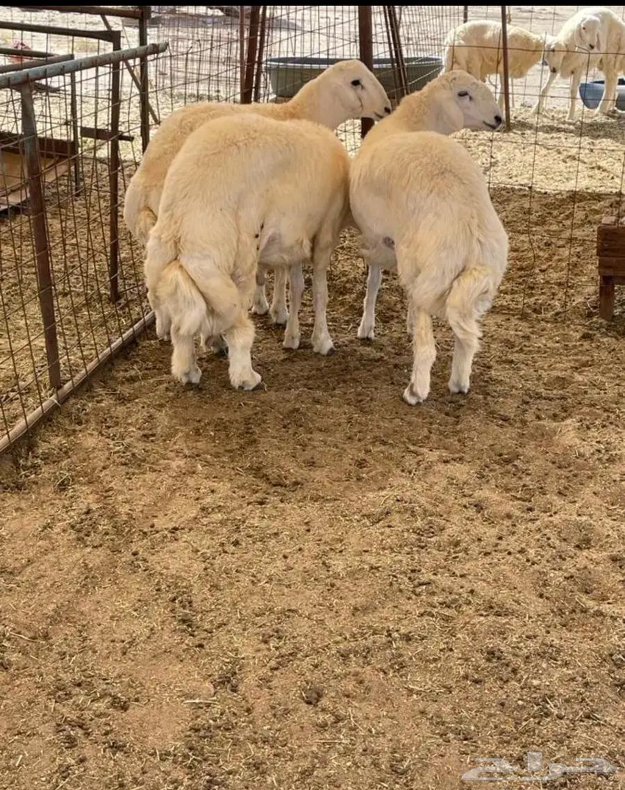 ذبايح للبيع حري مع التوصيل والسلخ لحد باب البيت بأسعار من64594070562179110