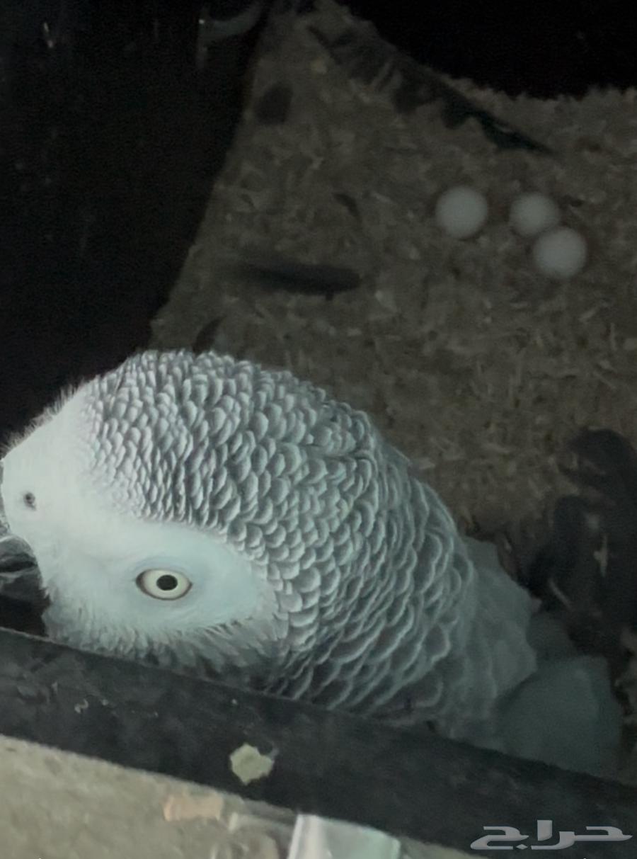 زوج كاسكو اليف منتج64591876398594110