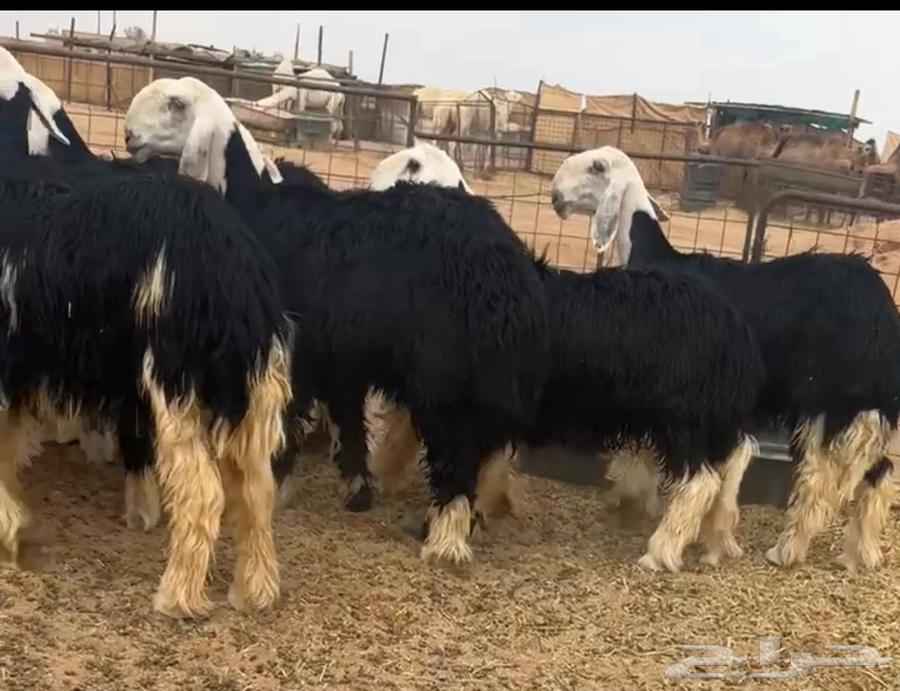 رخال نجد صنف64591238126339111