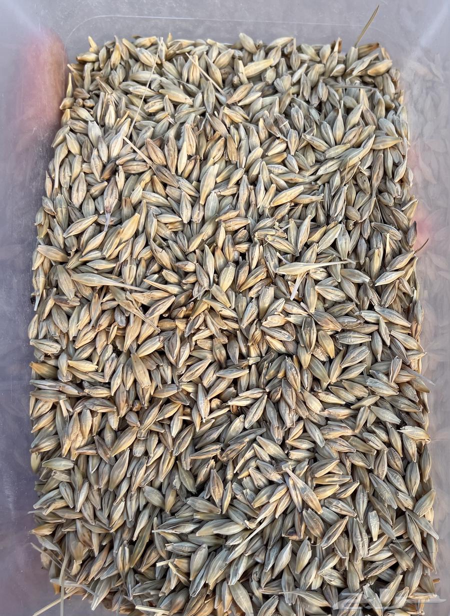 بذر شعير سداسي( تم بيع كامل الكميه خارج الموقع )64593583191554110