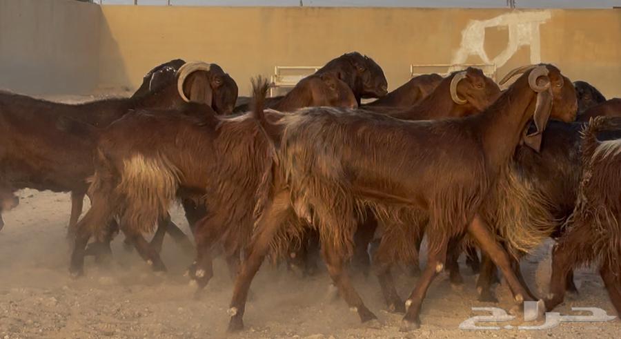 معزا قبرصيات ومصريات دهم طيبه الغالب دفيع العدد 19 بالفحل64595415951875110