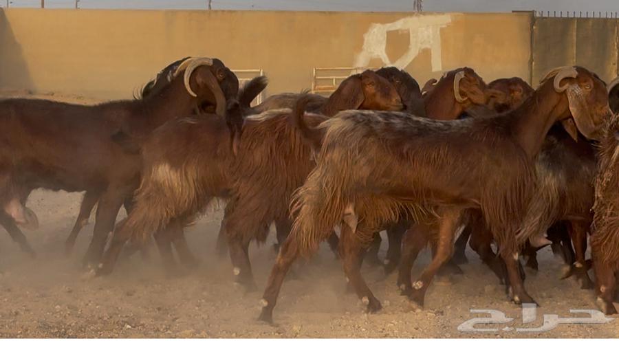 معزا قبرصيات ومصريات دهم طيبه الغالب دفيع العدد 19 بالفحل64595415951875113