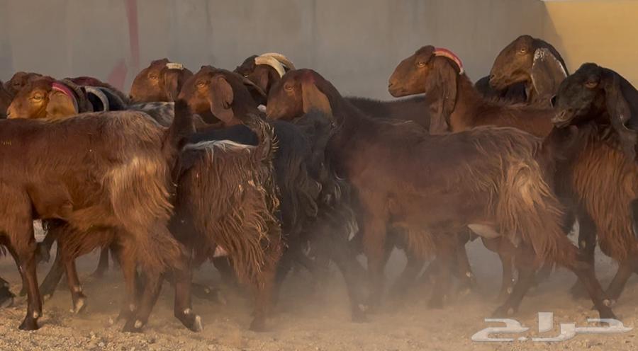 معزا قبرصيات ومصريات دهم طيبه الغالب دفيع العدد 19 بالفحل64595415951875112