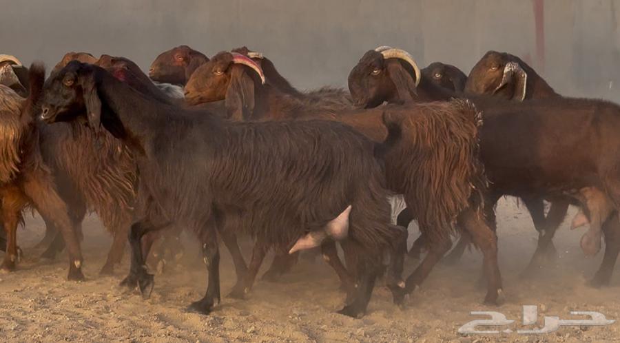 معزا قبرصيات ومصريات دهم طيبه الغالب دفيع العدد 19 بالفحل64595415951875111