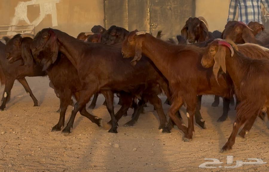 معزا قبرصيات ومصريات دهم طيبه الغالب دفيع العدد 19 بالفحل64595415951875114