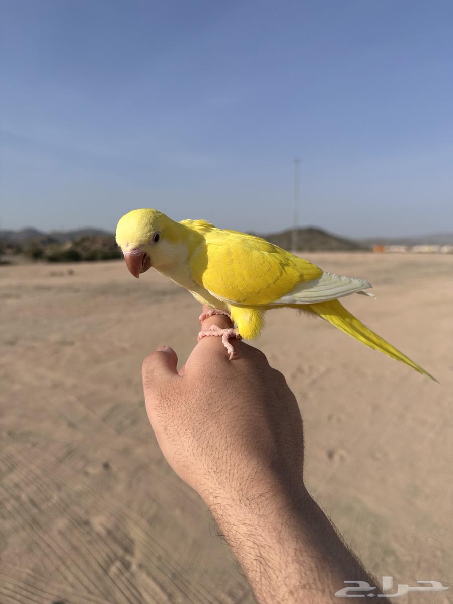 كويكر لاتينو هدد خارجي تم البيع64572144612611112