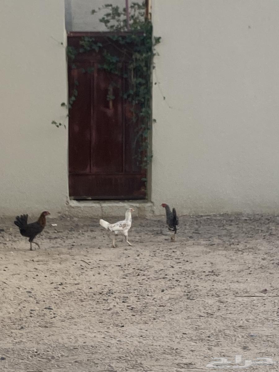 نجران الاثايبه64593435884035111