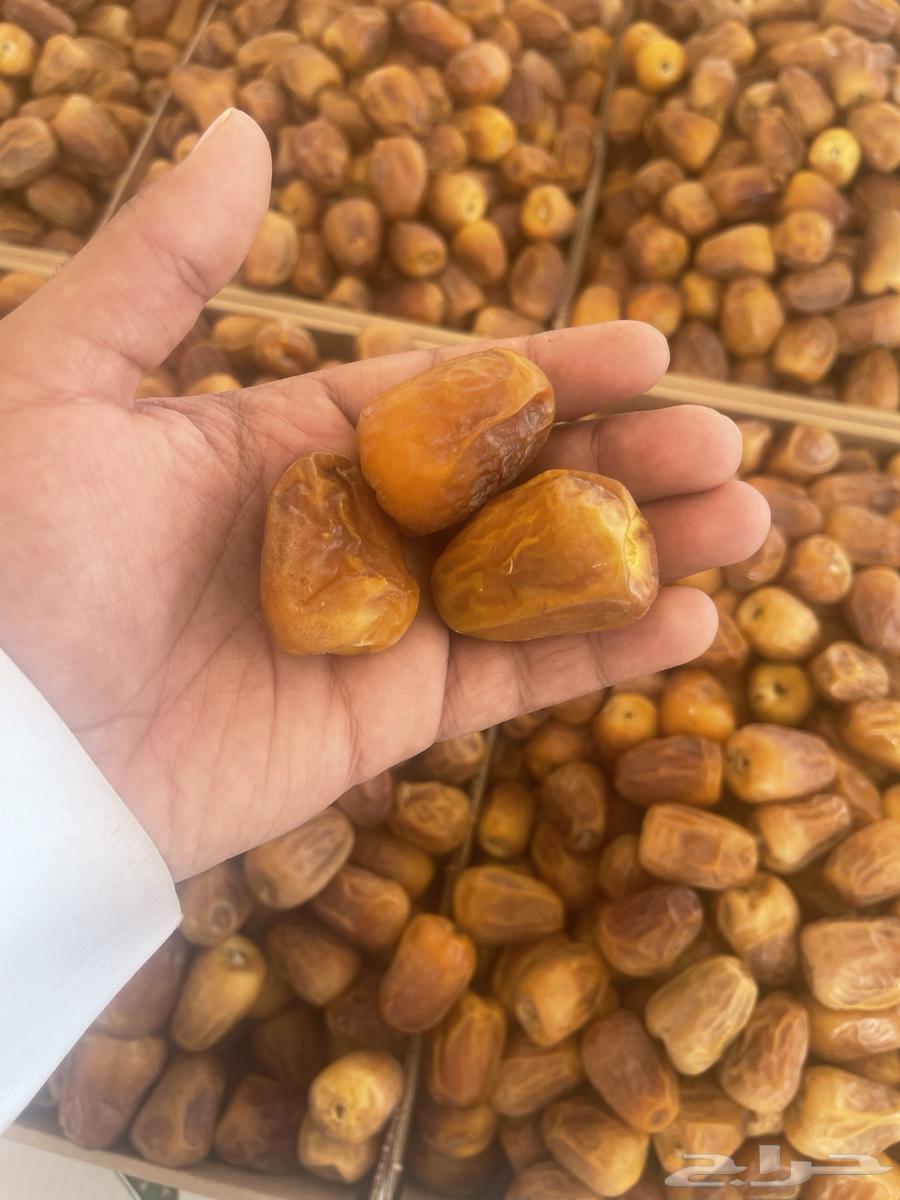 تمر مقتل نضيف وشرط مجاء كميوي64592588853121110