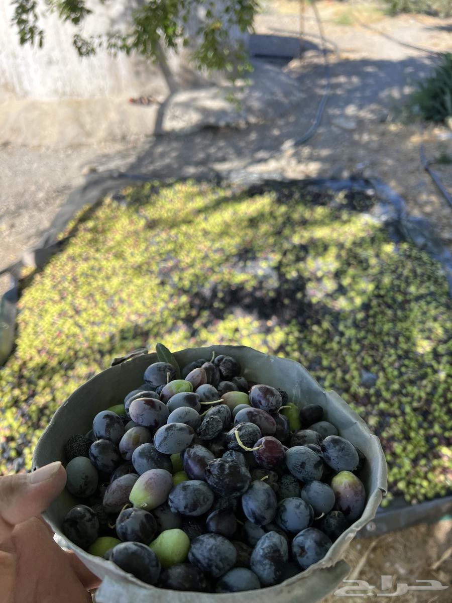 زيت زيتون بكر عصرة اولى على البارد64595858028545111