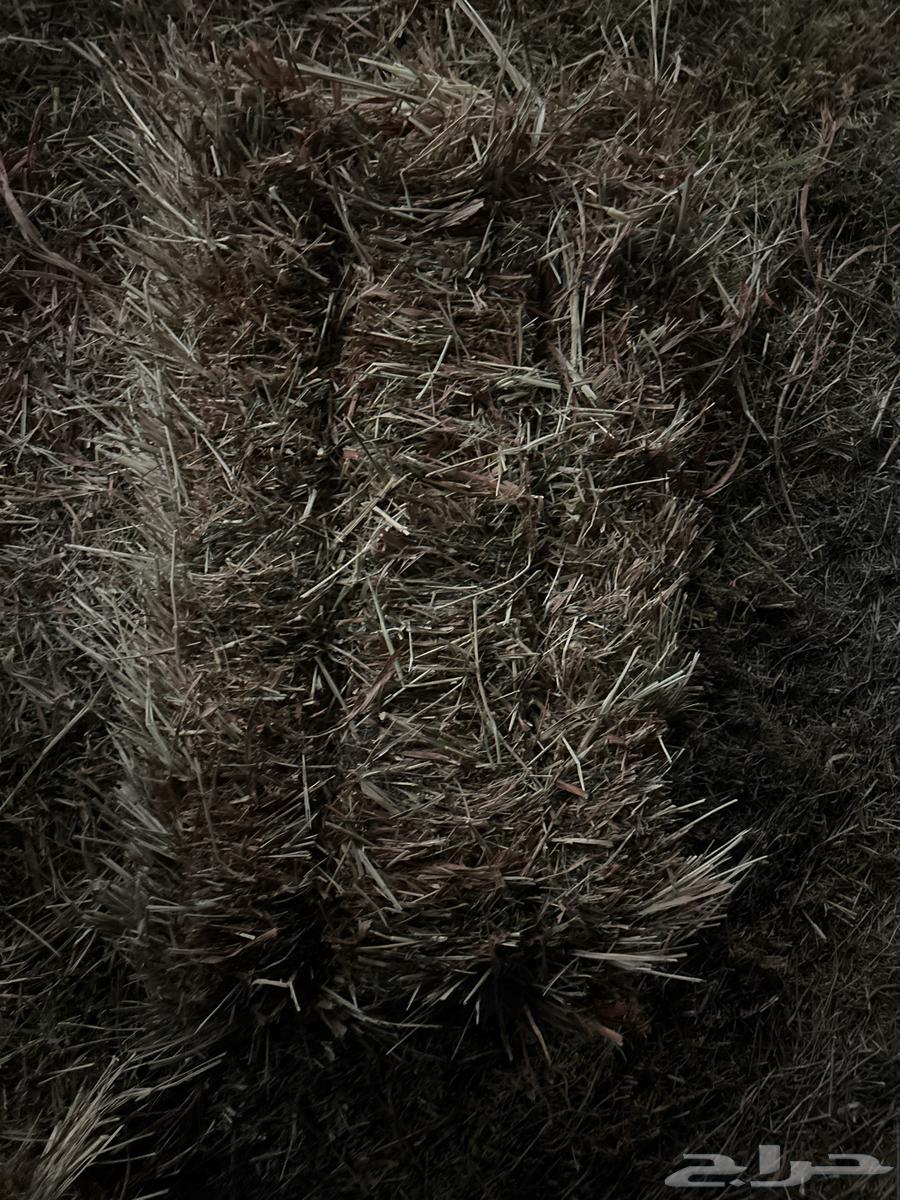 علف للبيع بنفس الرشاش ذره64594466948994110