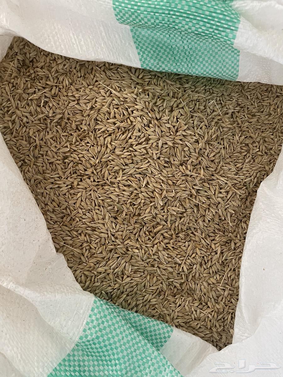 بذر شعير سداسي( تم بيع كامل الكميه خارج الموقع )64593583191554111