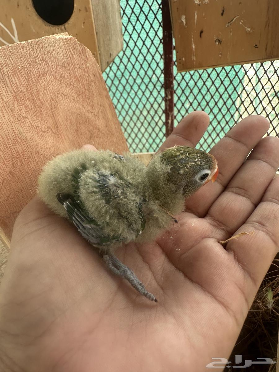 للبيع فرخ فيشر ب 60 ريال تم البيع64593974363138112