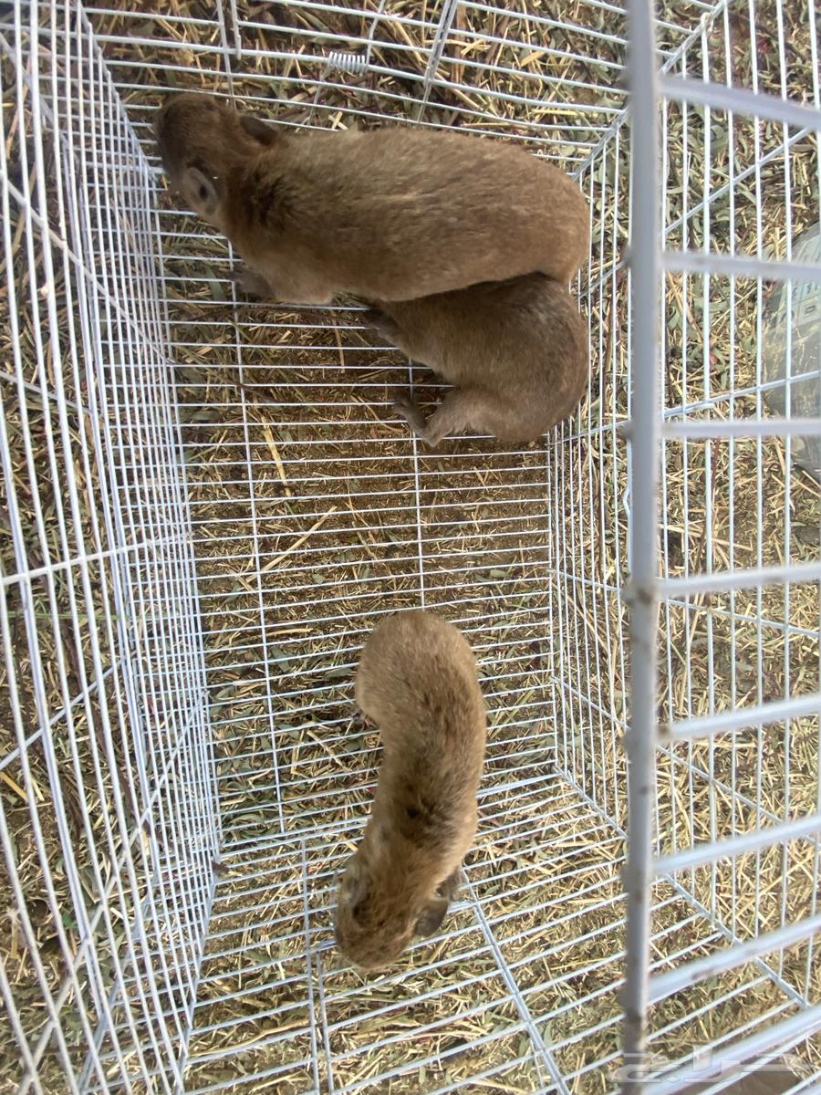 وبران للبيع64590728799361111