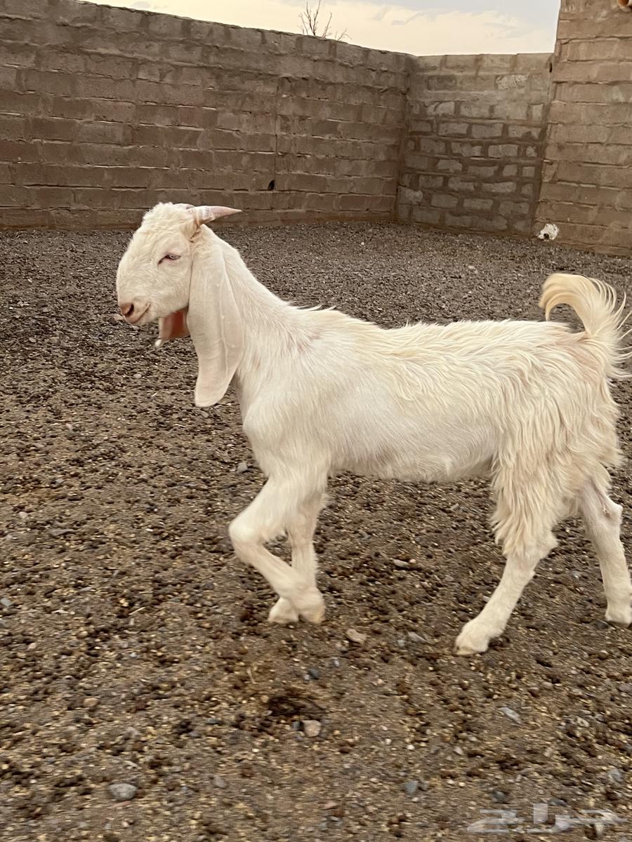 للبيع   جفرة مطورة صنف64594053811330110