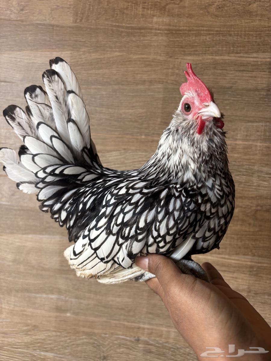 ديك بوم سبرايت للبيع64590039679106112