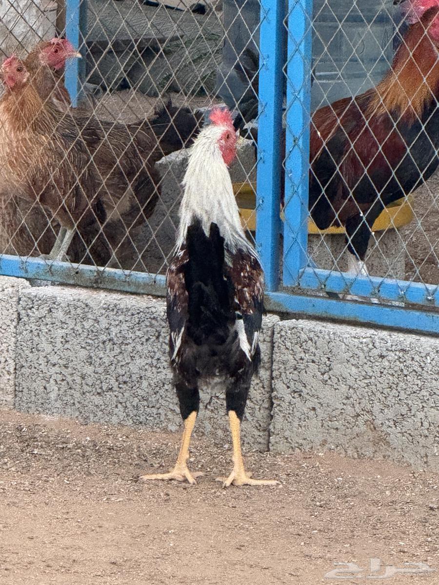 ديوك فري و شوكي64595193435009111