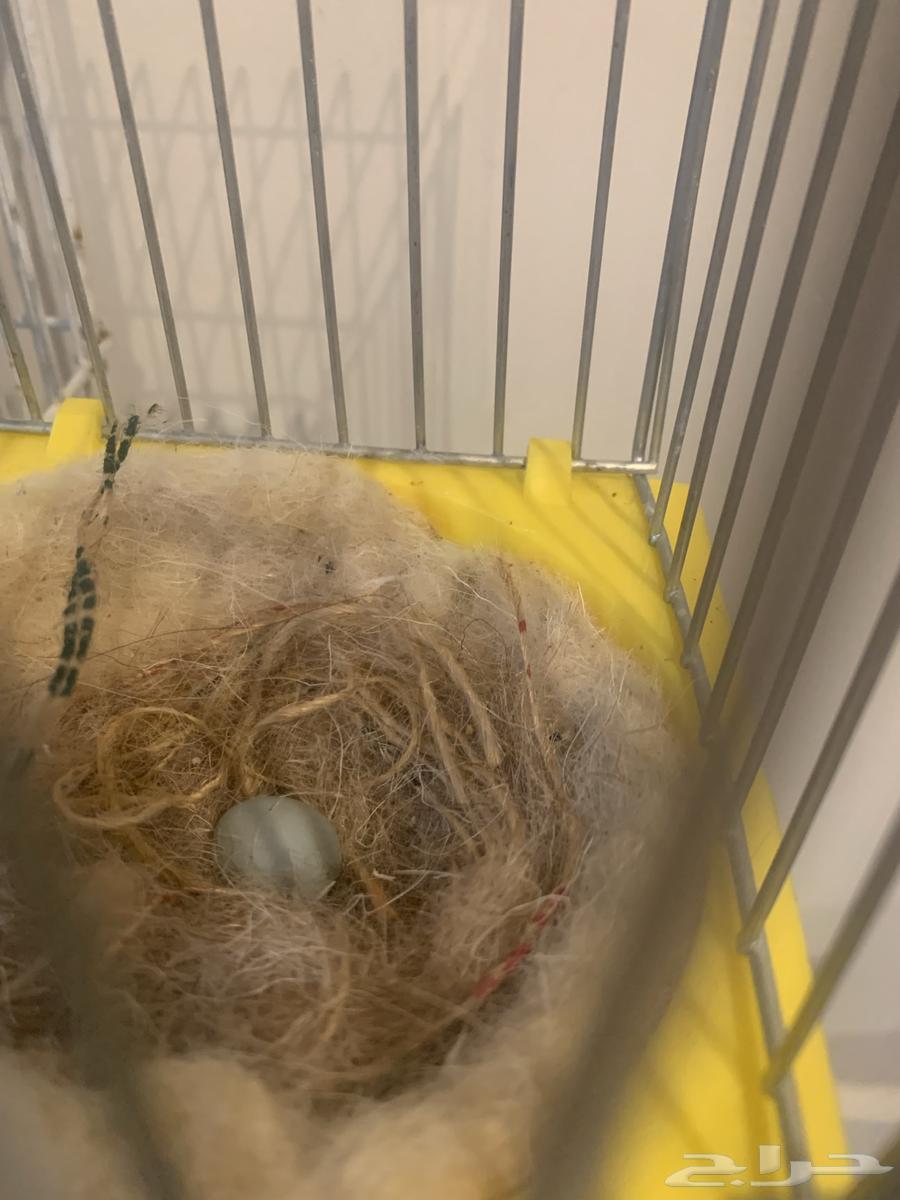 انثى كناري منتجه تحتها بيضه (تم البيع )64591189913985111