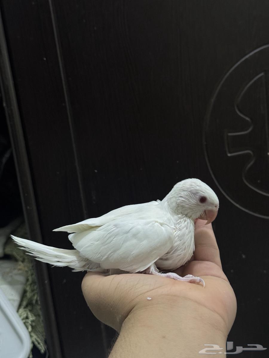 Pheasant Pearl Bino Chicks, Locally Produced64593583175043110