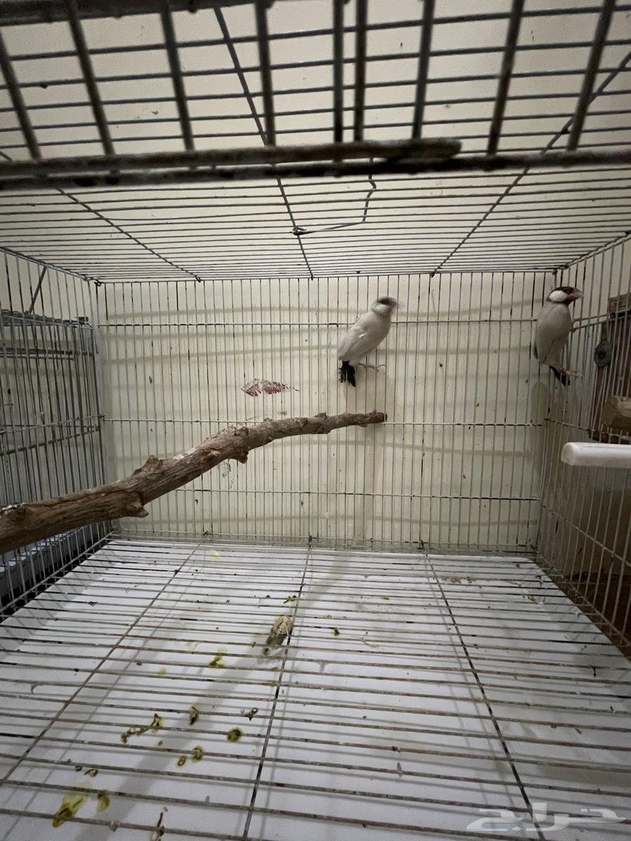 Java Aghat64591803892099110