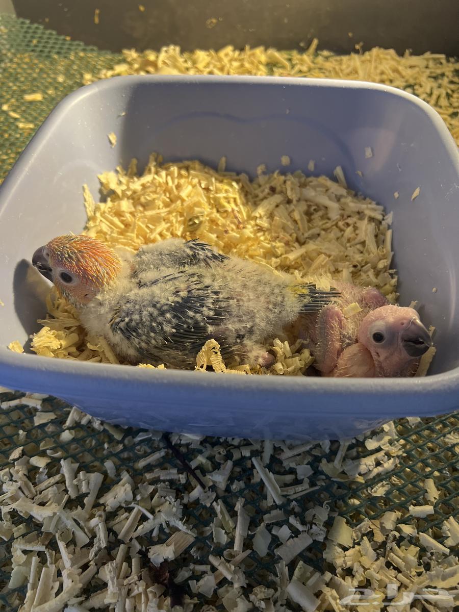 3فروخ غر صن كنيور64594837839873113