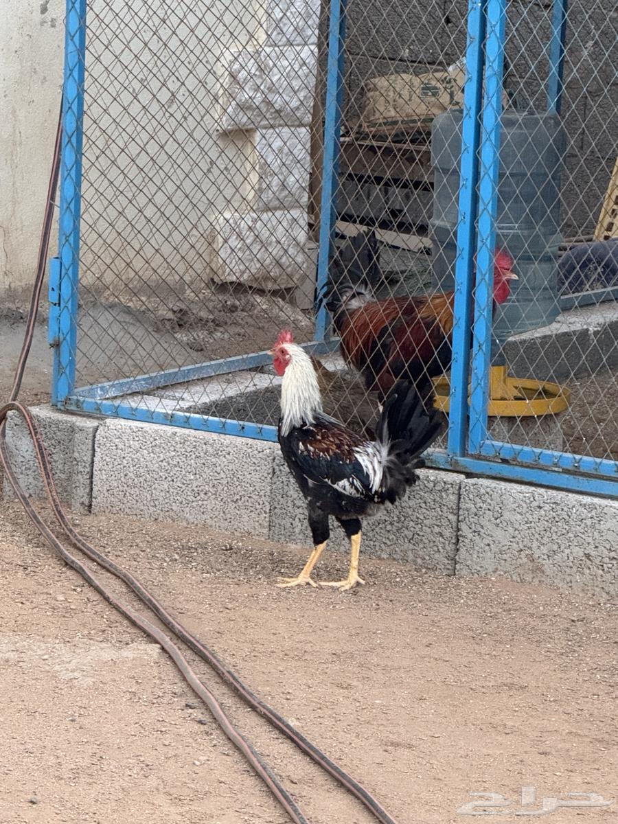 ديوك فري و شوكي64595193435009112