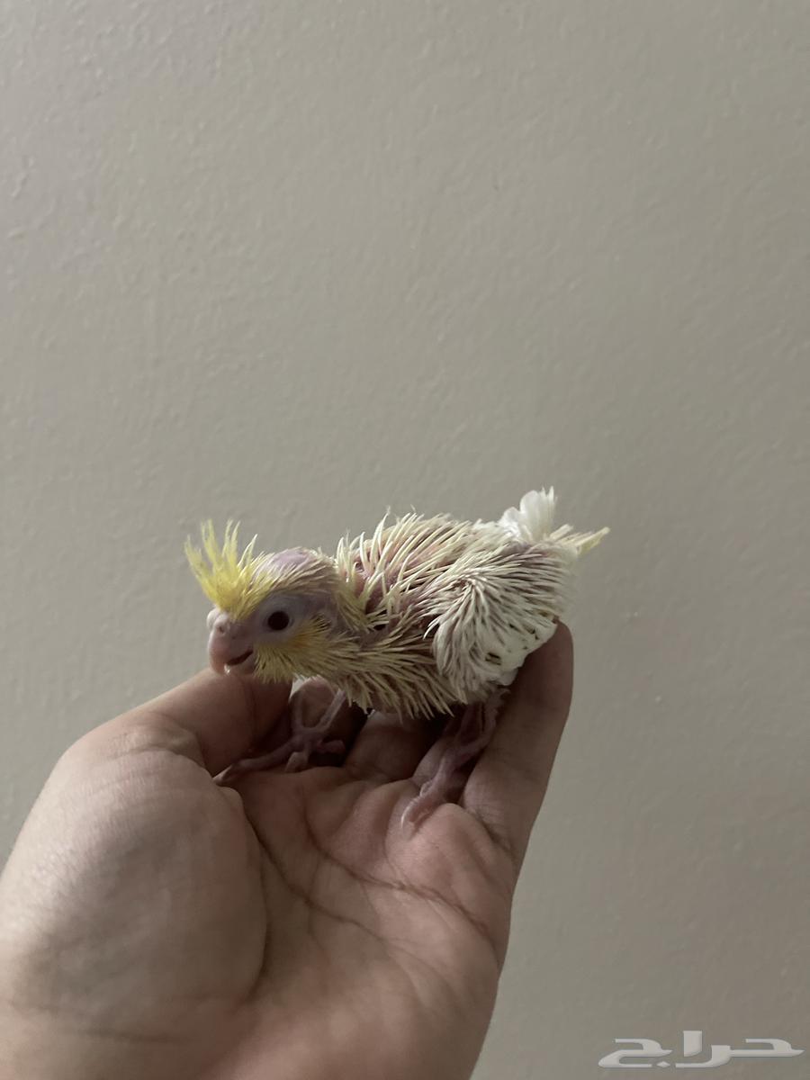 للبيع فرخين كروان لاتينو ( تم البيع )64447402358786111