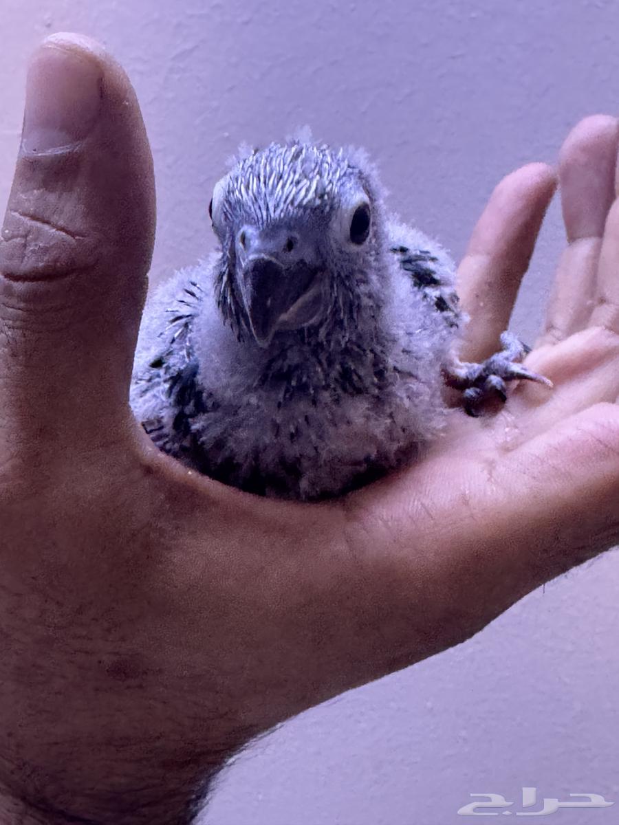 فرخ كنيور بلو شيك تم البيع الله يبارك الشاري64593435868801112