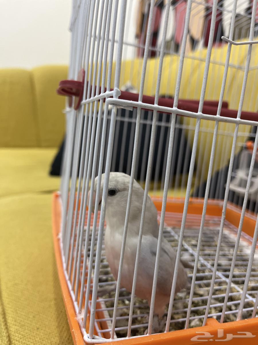 طير روز انثى64593680891522110