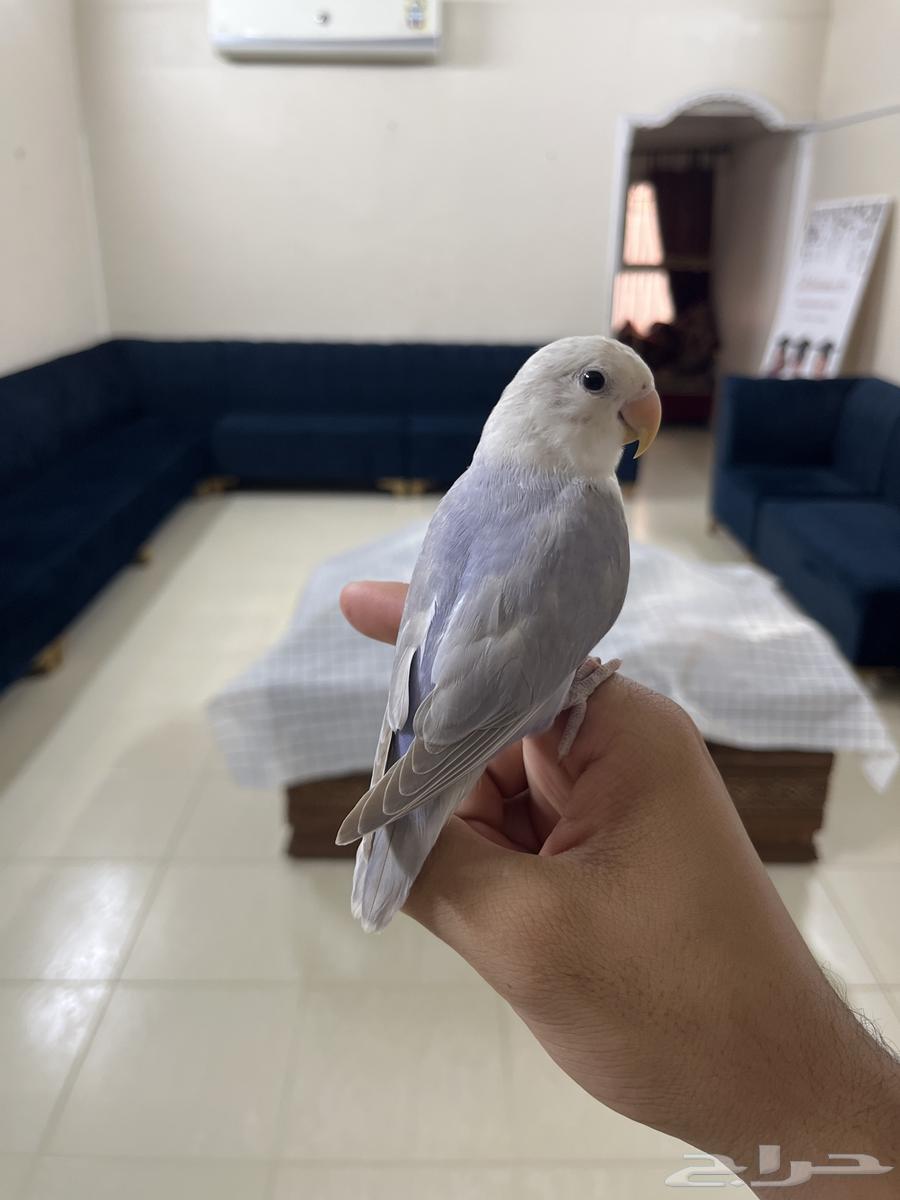 طير روز اليف64592890165250110