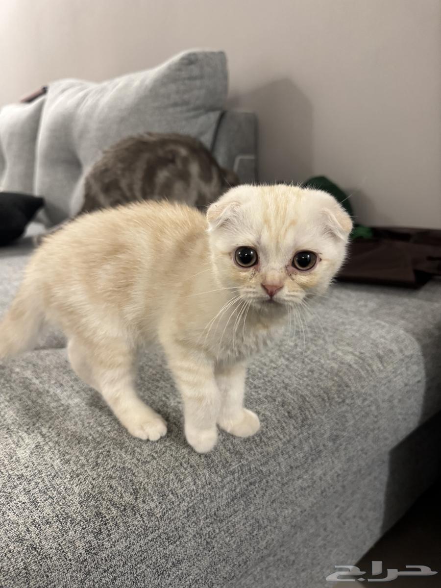 Scottish Fold kittens for sale64531901836033113