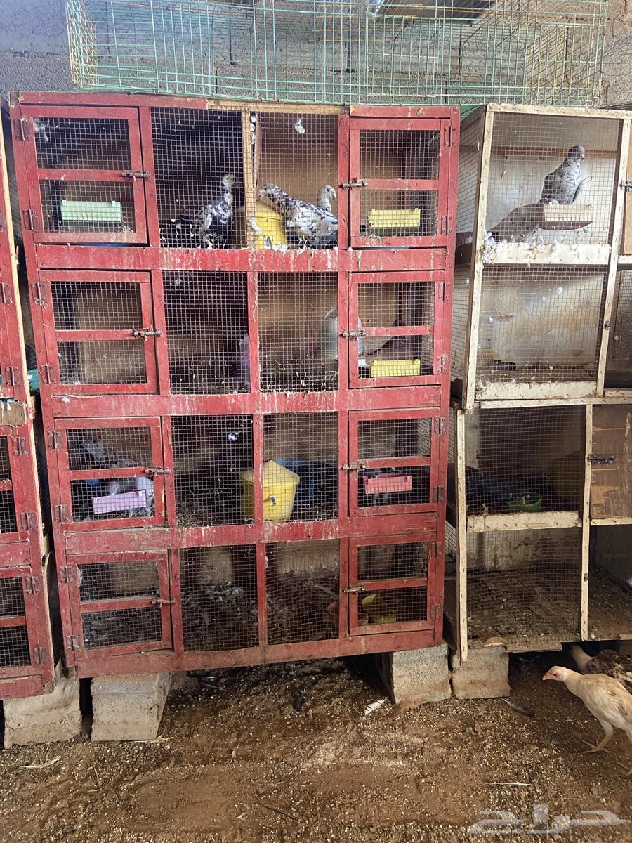 محاكر خشب64591490298115110