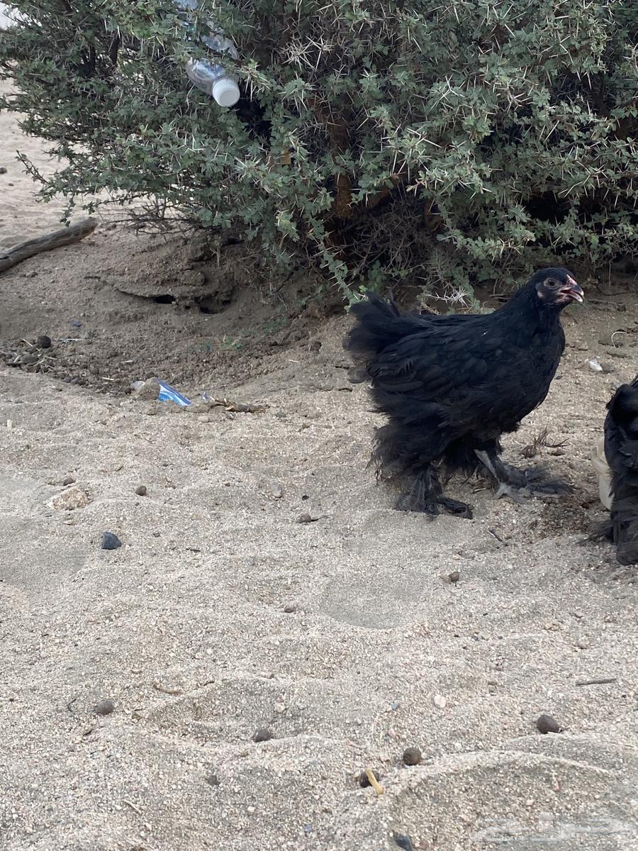 ديوك براهما64590480345602114