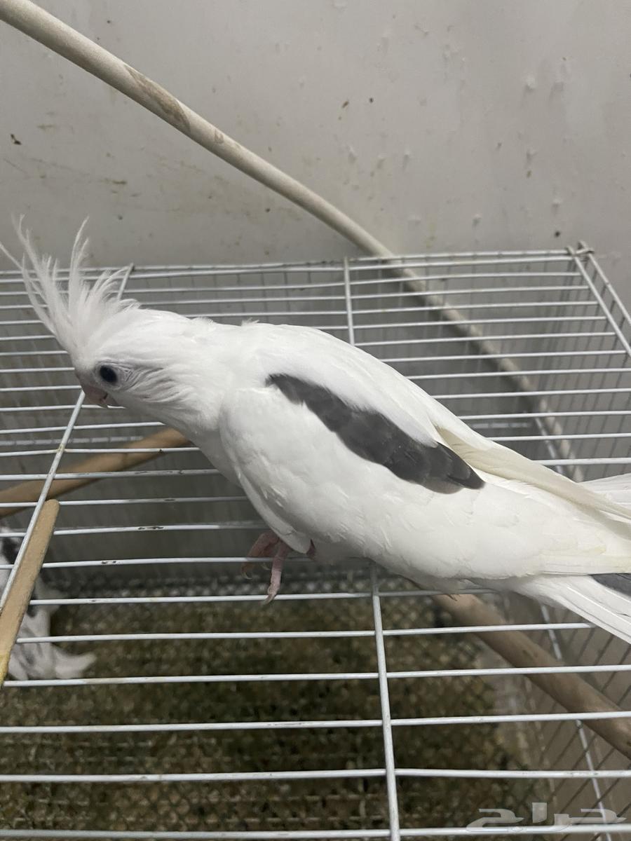 فروخ كروان بصمات و هافي بايد64593851553538113