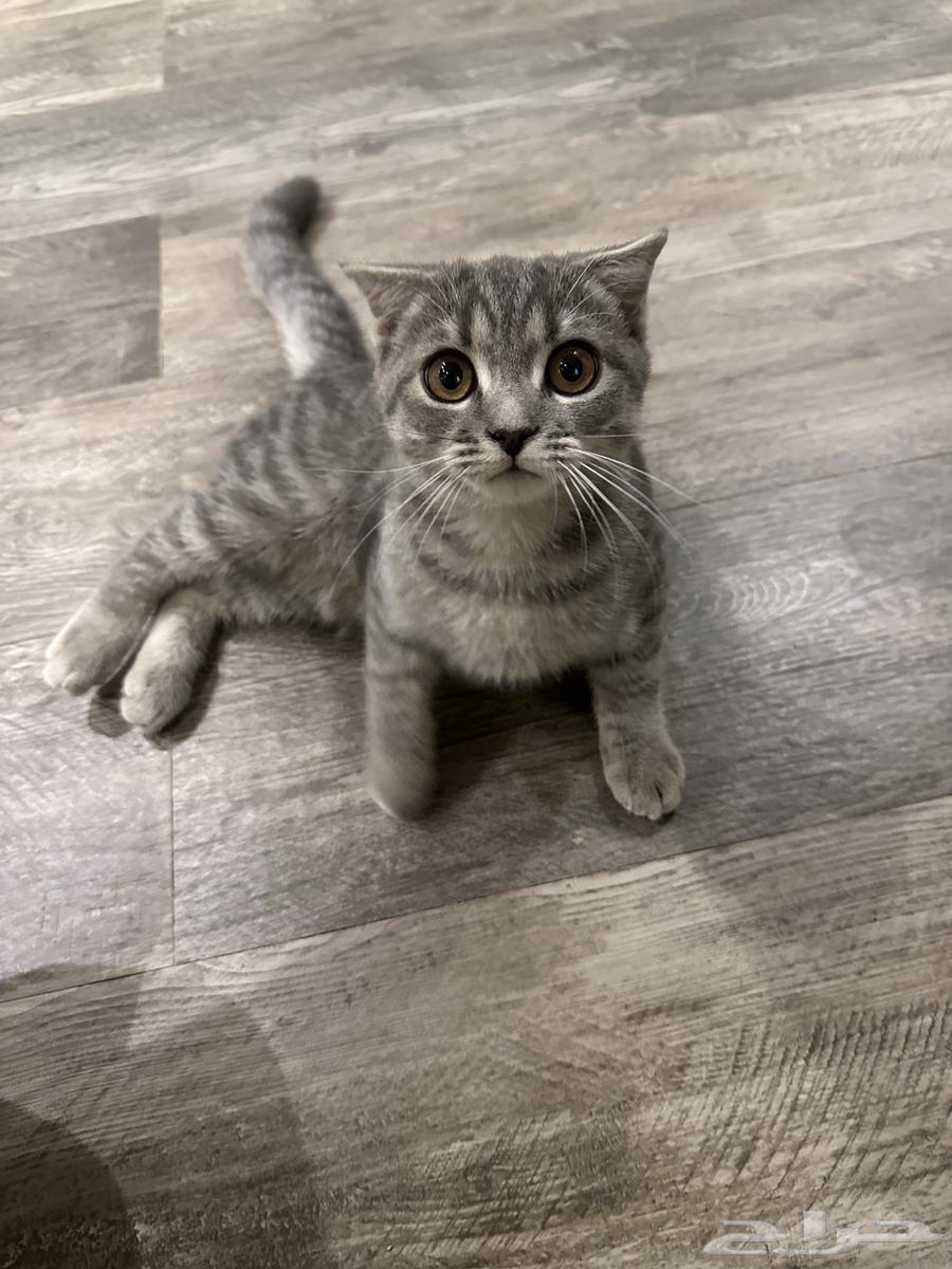 قطه سكوتش فولد تربل للبيع بسعر رمزي64595956302210113