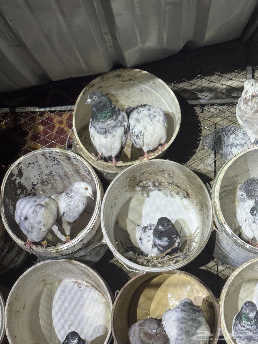 حمام بكستنائي64588856271233113