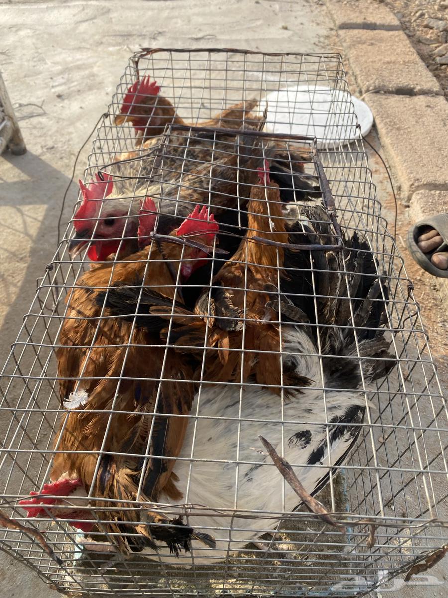 ديكه العدد 864593338005505111