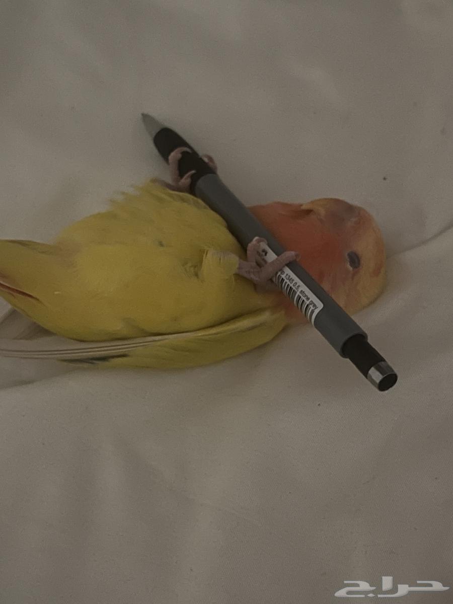 روز اليف هدد داخلي (تم البيع)64592420324993114