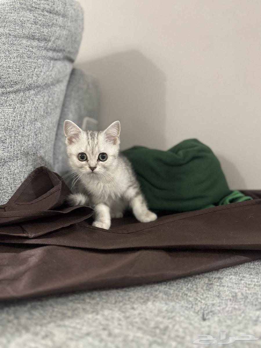 Scottish Fold kittens for sale64531901836033111