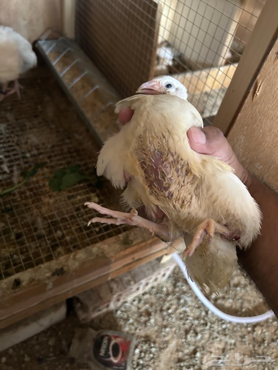 سمان تكساس. تم البيع تم البيع64595058915457113