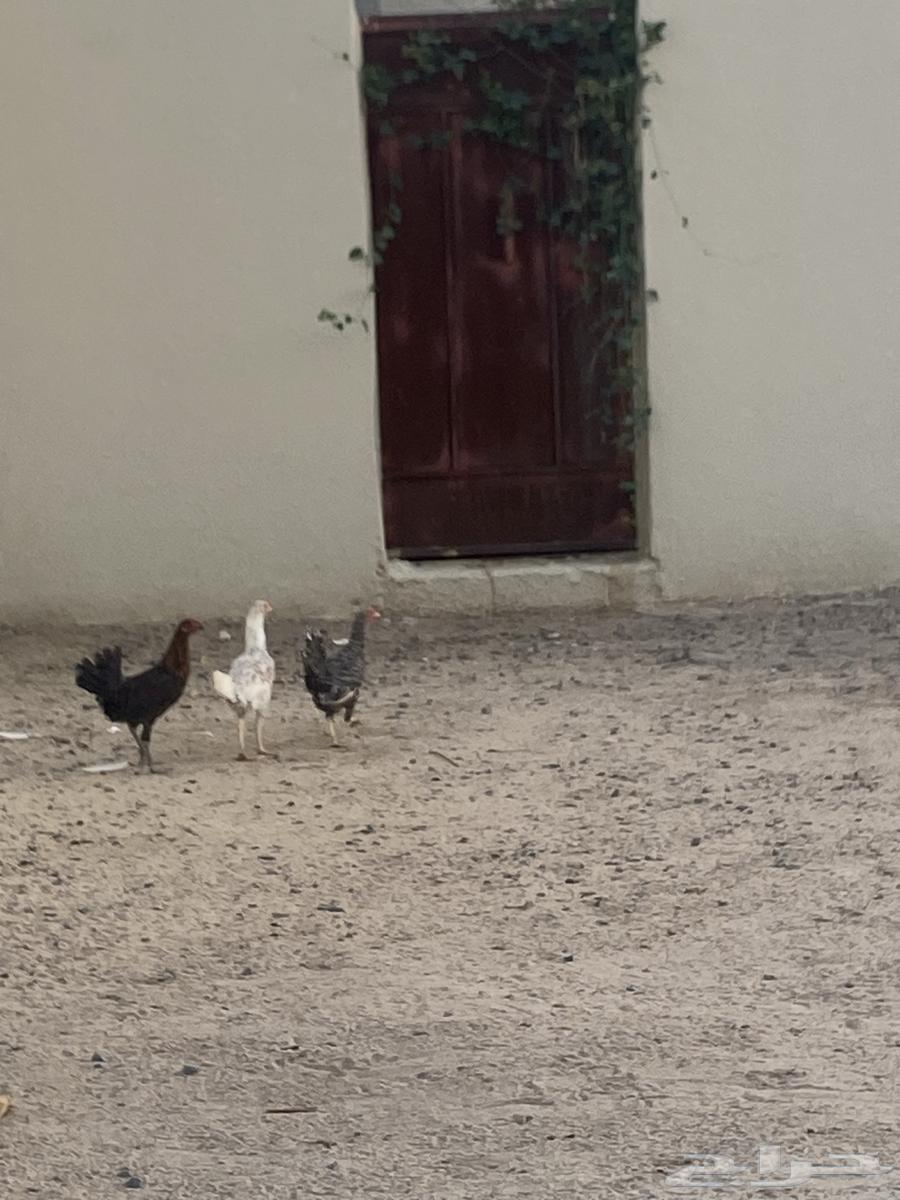 نجران الاثايبه64593435884035113