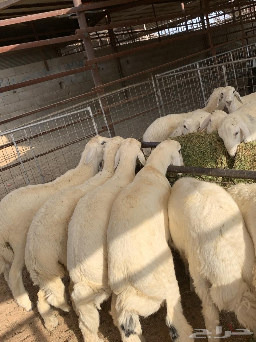 ذبايح مع خدمة السلخ والتوصيل64591105268867110