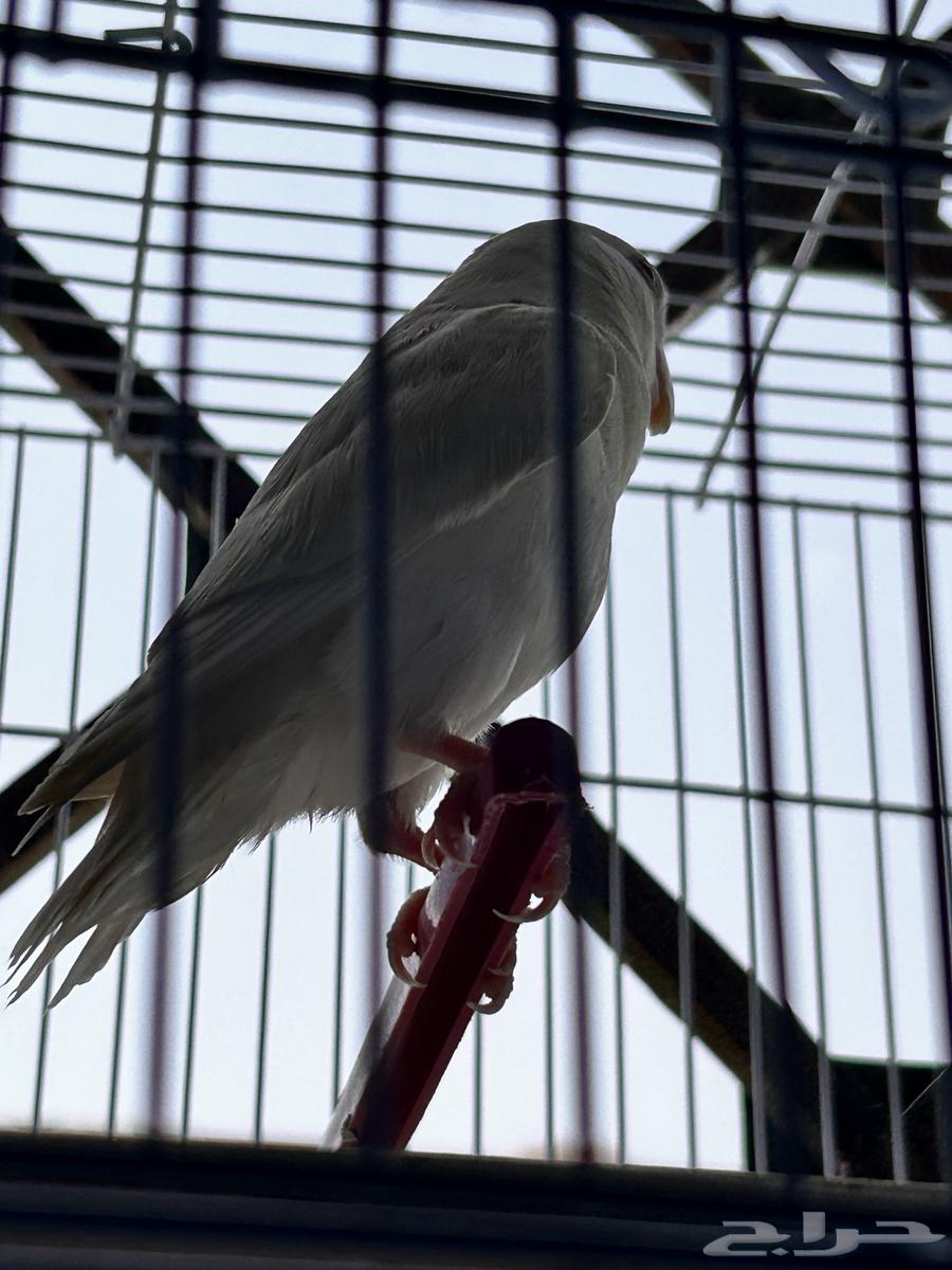 طير روز64588223923586112