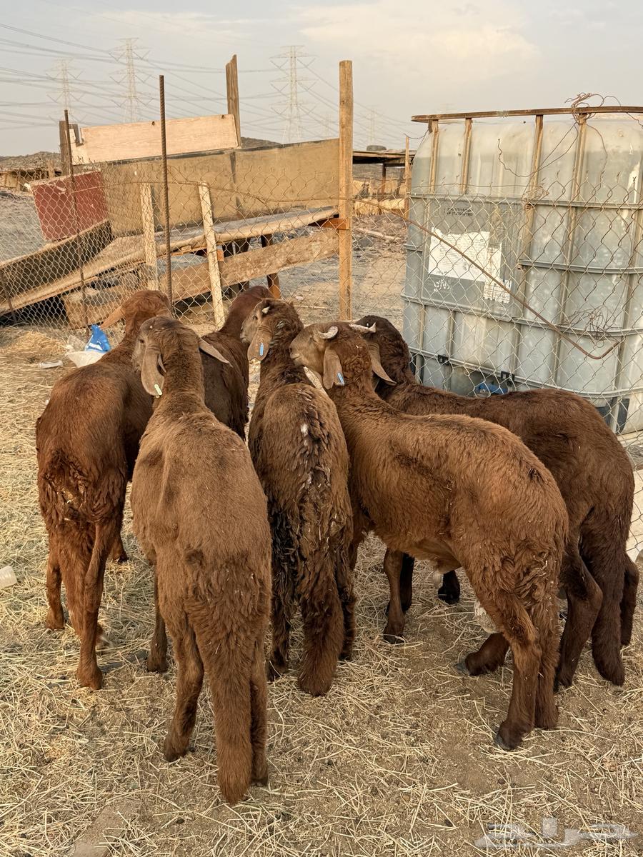 طليان مرابي 4 شهور من 98064593301151875111