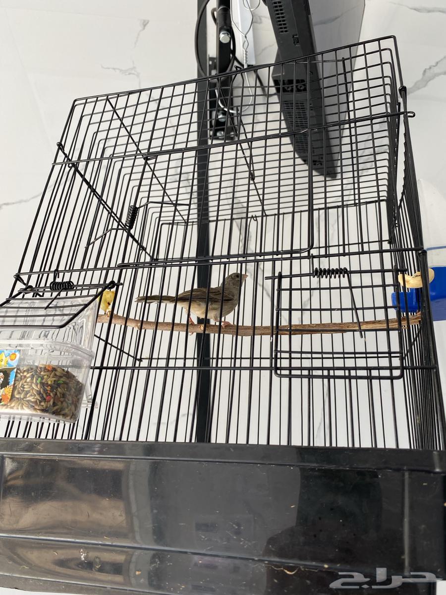 عرض خاص ياسمين طايفي مغرد64590886335106111