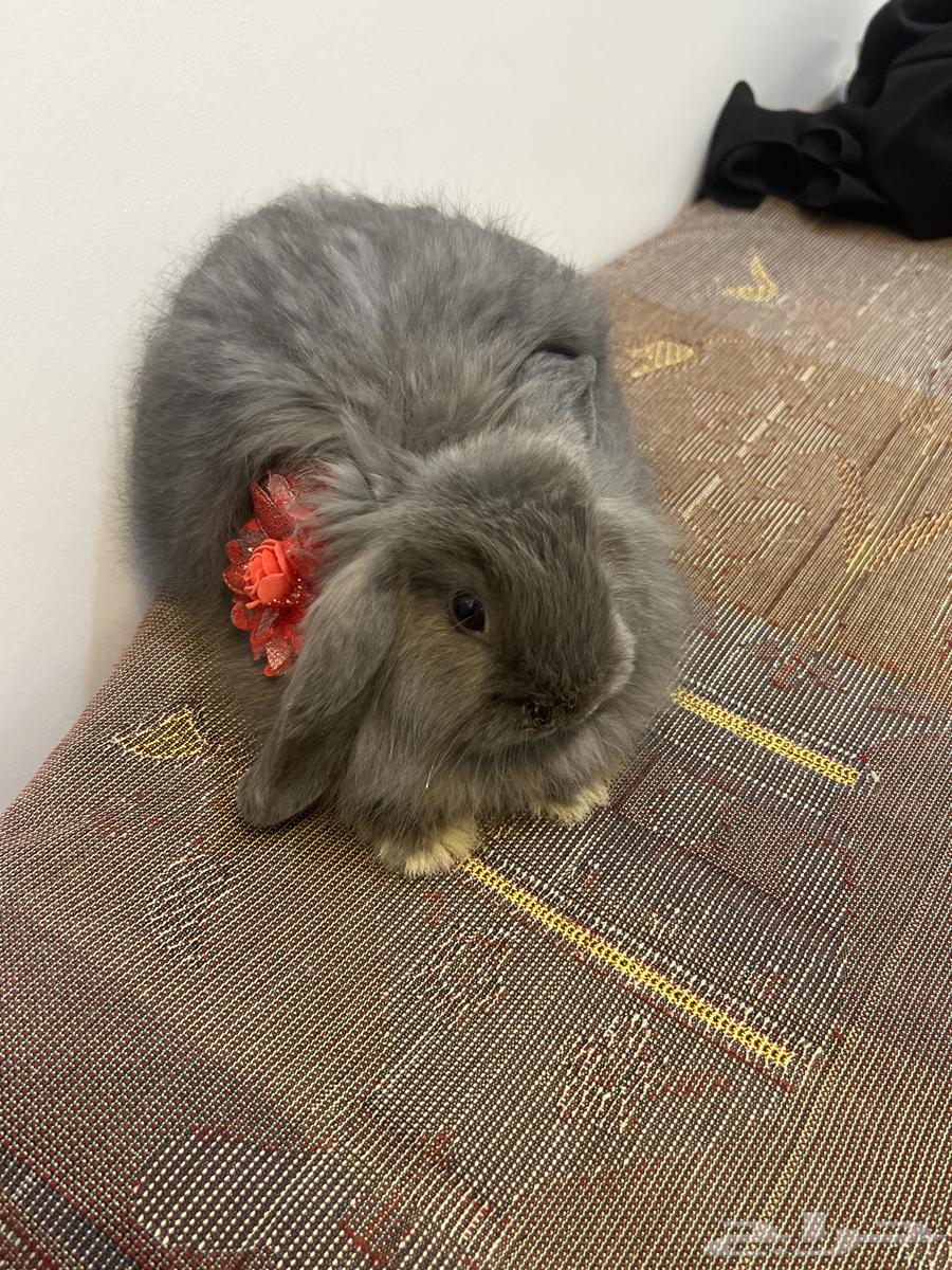 تم البييع ارنب هولندي رمادي غامق64458363601025110