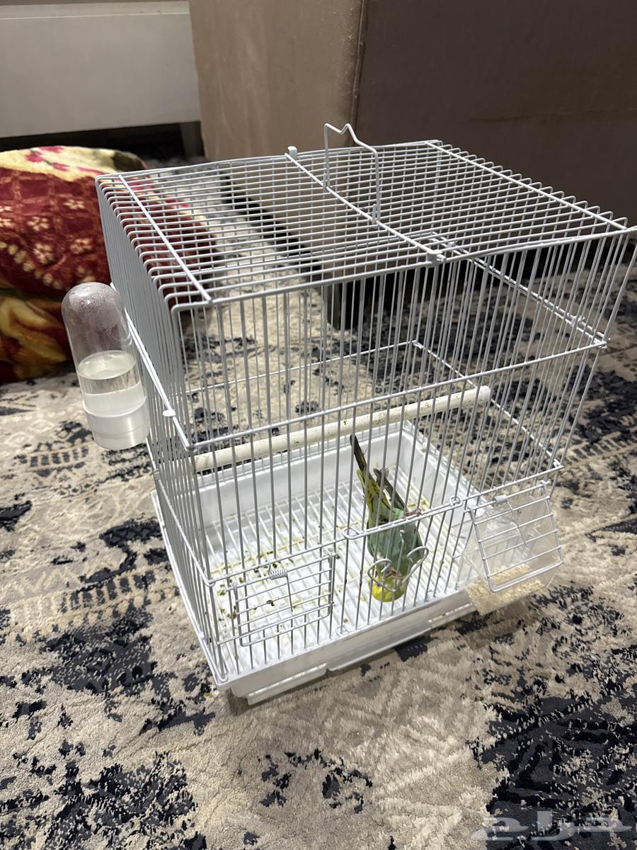 عصفور للبيع بصحه جيده مع جميع ملحقاته و القفص64593888369409111