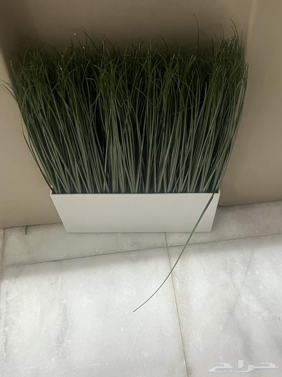شجر نباتات ايكيا للبيع بسعر مخفض64596501688066111