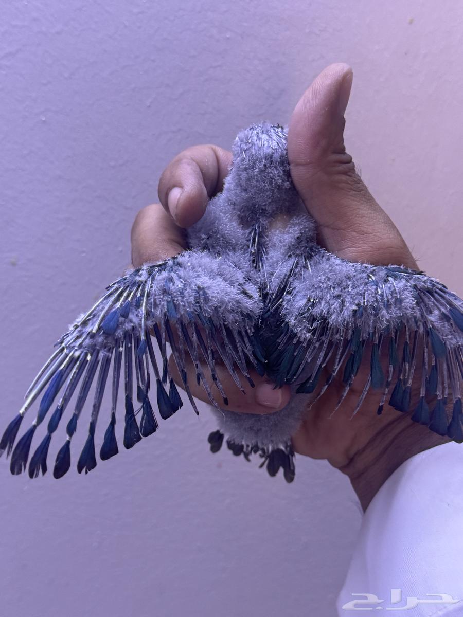 فرخ كنيور بلو شيك تم البيع الله يبارك الشاري64593435868801113