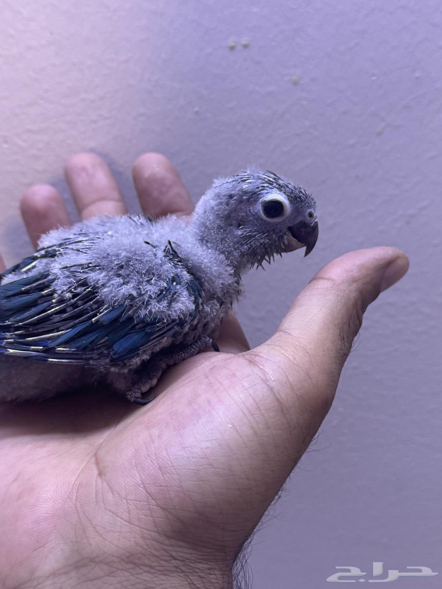 فرخ كنيور بلو شيك تم البيع الله يبارك الشاري64593435868801111