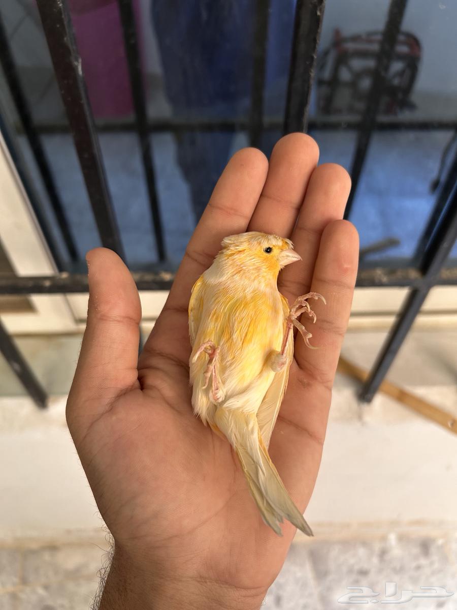 ذكر كناري جزري مطربش لأصحاب التميز مشاء الله64590874048899112